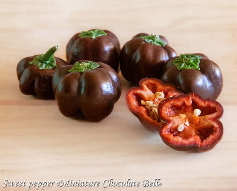 Paprika Miniature Chocolate Bell